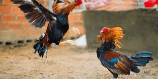 Các hình thức đá gà cựa sắt phổ biến