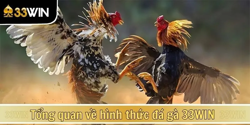 Đá Gà Cựa Sắt 33Win – Trải Nghiệm Chọi Kê Kịch
