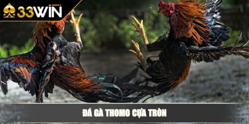 Kinh nghiệm cược đá gà Thomo từ cao thủ