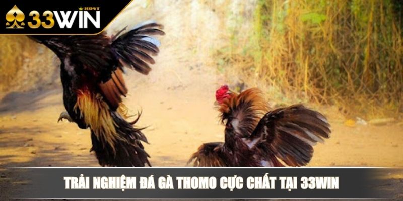 Ưu điểm nổi bật khi cá cược đá gà Thomo tại 33Win